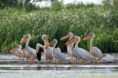 beyaz pelikan (Pelecanus onocrotalus)