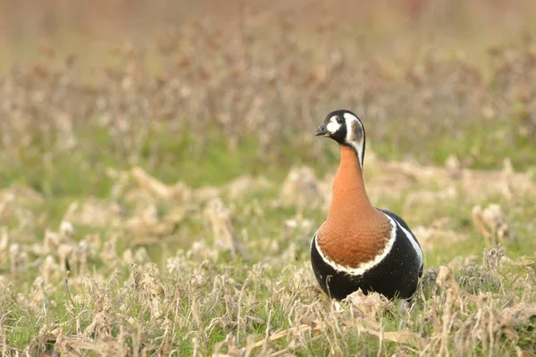 Red Breasted Goose (Branta ruficollis) — Stock Photo, Image