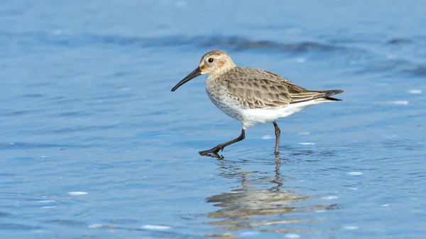 Krombekstrandloper (calidris ferruginea) — Stockfoto