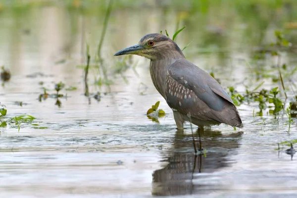 Airone notturno coronato nero (Nycticorax nycticorax ) — Foto Stock