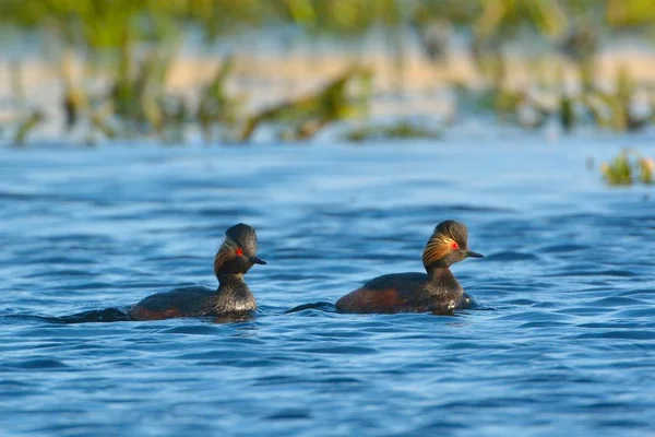 Paar zwarte Necked futen op Water — Stockfoto