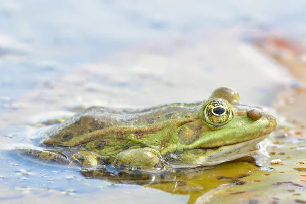 Essbarer Frosch auf dem Wasser — Stockfoto
