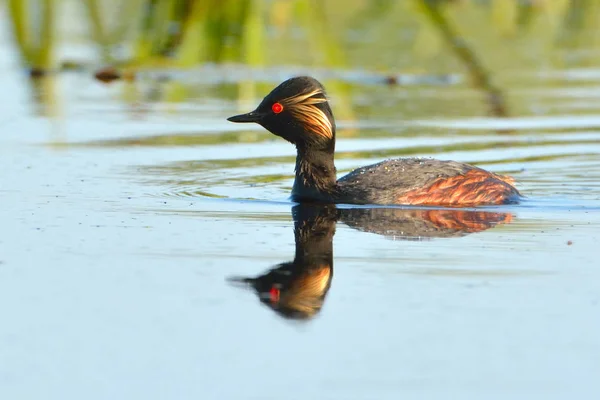 Černá hrdlem potápka na vodě — Stock fotografie