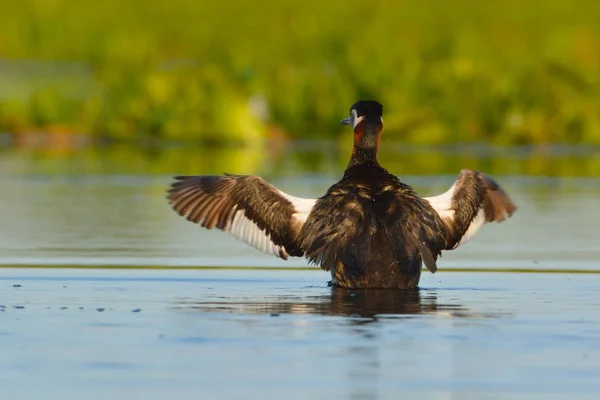 Zwarte Rondbodemkolf fuut (podiceps nigricollis) — Stockfoto