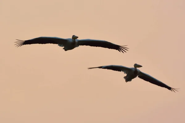 Pélican blanc (Pelecanus onocrotalus) ) — Photo