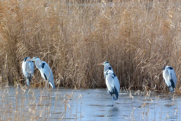 Skupina šedá volavka (Ardea cinerea), v zimě — Stock fotografie