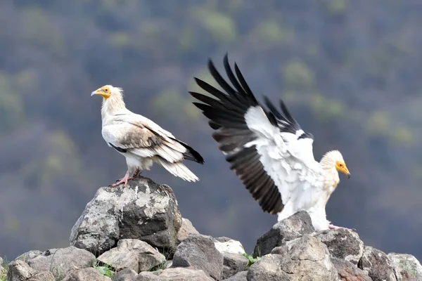 Coppia di Avvoltoio egiziano in cima alle montagne — Foto Stock