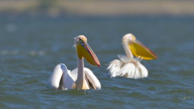 beyaz pelikan (Pelecanus onocrotalus)