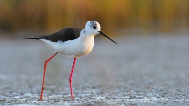 Uzunbacak (himantopus himantopus siyah kanatlı)