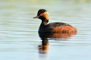 kara boyunlu batağan (podiceps nigricollis)