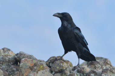 Genel Kuzgun (Corvus corax)