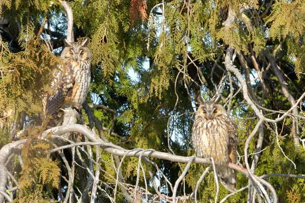 Long Eared Owl on fir tree — Stock Photo, Image