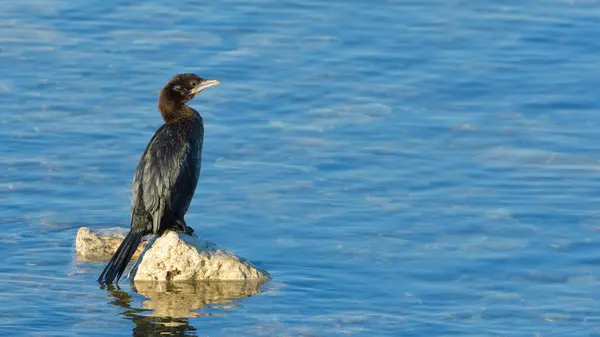 Pygmy cormorant (Microcarbo pygmeus) — Fotografie, imagine de stoc