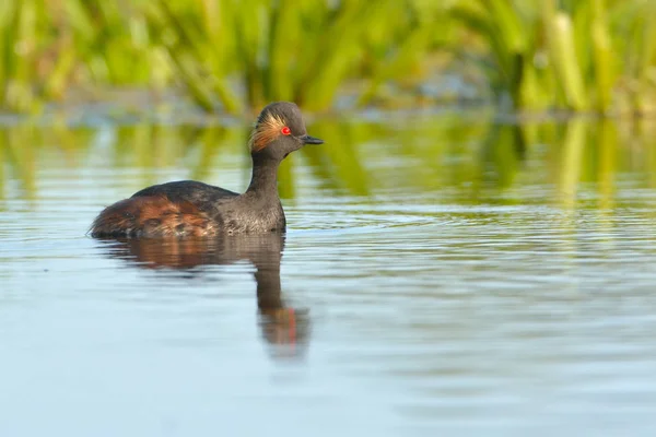 Kara boyunlu batağan (podiceps nigricollis) — Stok fotoğraf