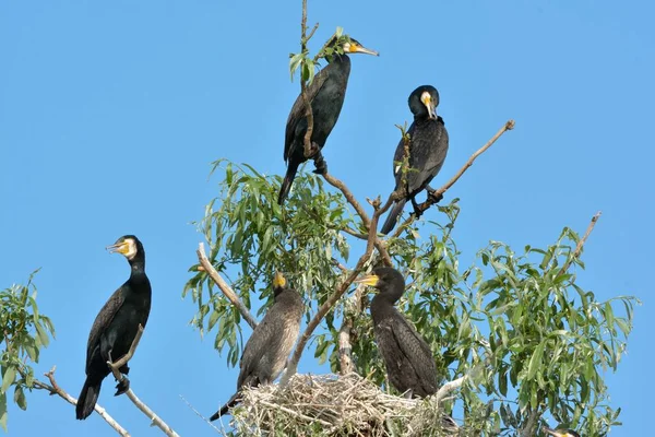 偉大なCormorant (Phalacrocorax carbo) — ストック写真