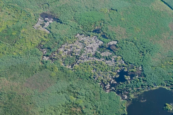 Vista aérea sobre a colônia de pelicanos brancos — Fotografia de Stock