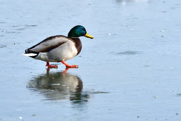 Mallard Duck (Anas platyrhynchos) on Ice — Stock Photo, Image