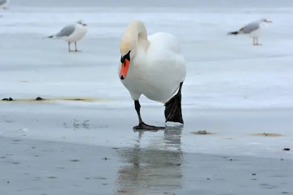 Doofstomme zwaan (Cygnus olor) — Stockfoto