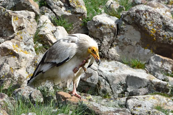 Vautour égyptien Grattage dans les montagnes — Photo