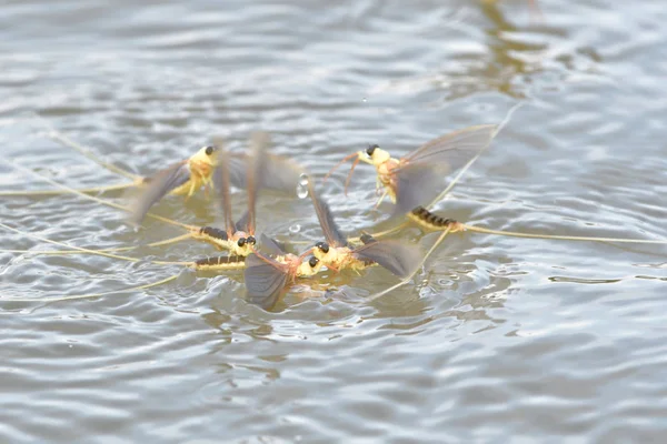 Mayfly cauda longa na superfície da água — Fotografia de Stock