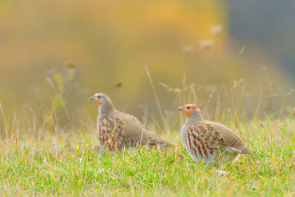 Grey Partridge (Perdix perdix) 