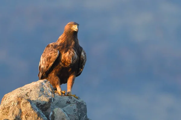 Aquila d'oro seduta su una roccia — Foto Stock