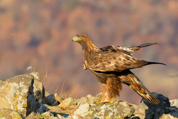 Aquila d'oro seduta su una roccia — Foto Stock