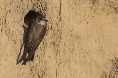 Snad Martin (riparia riparia)