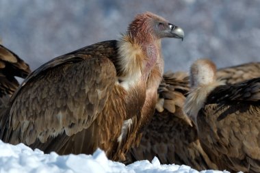 Griffon Vultures in Winter Landscape, into the Mountains clipart