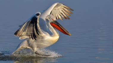 Dalmaçyalı pelikan (Pelecanus crispus)