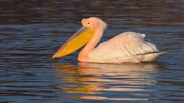 beyaz pelikan (Pelecanus onocrotalus)