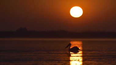 beyaz pelikan (Pelecanus onocrotalus)