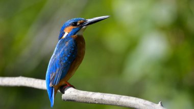 Ortak Kingfisher (Alcedo athis)