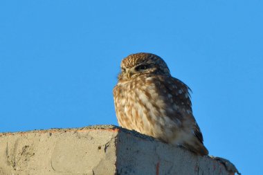 Küçük Baykuş (Athene noctua)