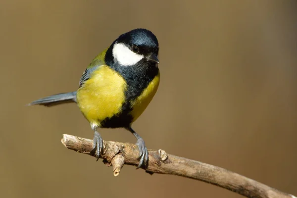 Gran teta (Parus major) en una rama — Foto de Stock