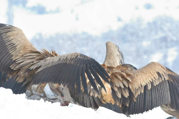 Avvoltoi grifoni che mangiano in inverno — Foto Stock