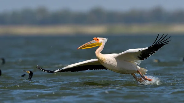 Pelicano branco (Pelecanus onocrotalus ) — Fotografia de Stock