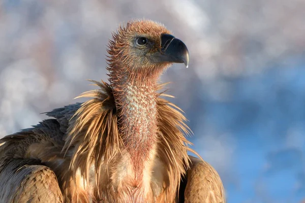 Griffon abutre retrato no inverno — Fotografia de Stock