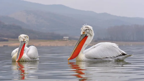 Pelicano dálmata (Pelecanus crispus) — Fotografia de Stock