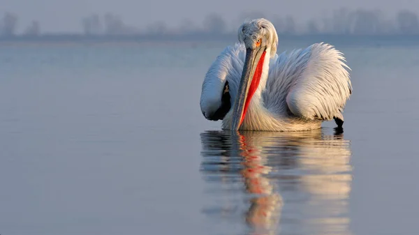 Dalmatský pelyněk (Pelecanus crispus) — Stock fotografie