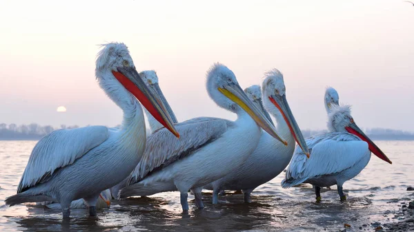 Pelicano dálmata (Pelecanus crispus) — Fotografia de Stock