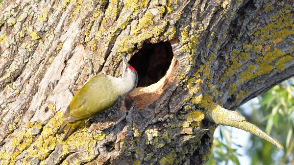 Grey Headed Woodpecker (Picus canus) — Stock Photo, Image