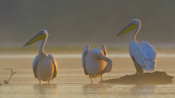 白鹈鹕(Pelecanus onocrotalus)) — 图库照片