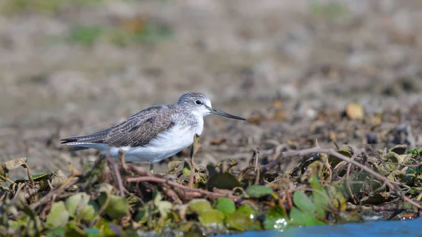 Gambo verde comune (Tringa nebularia) — Foto Stock