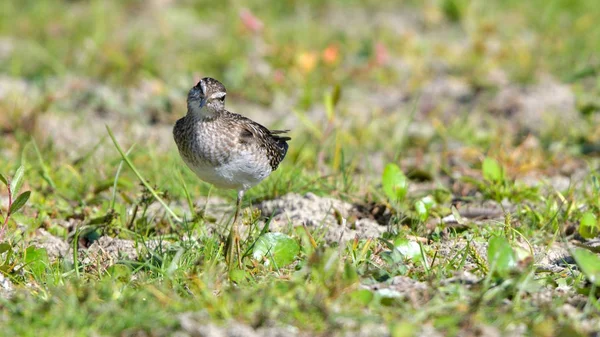 Flautista de arena de madera (tringa glareola ) — Foto de Stock