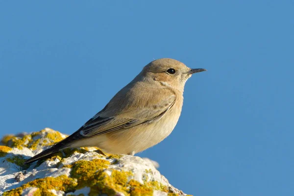 Ørken wheatear (Oenanthe deserti), Kvinde - Stock-foto