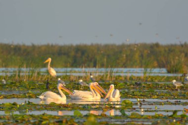 beyaz pelikan (Pelecanus onocrotalus)