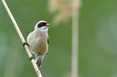Çulha bahar bir şube üzerinde