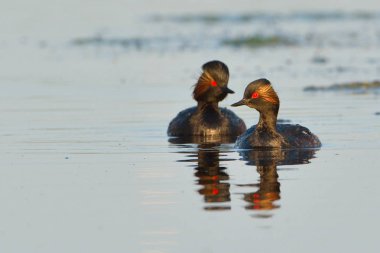 Siyah boyunlu dalgıç su çifti