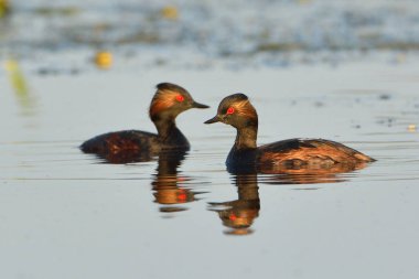 Siyah boyunlu dalgıç su çifti
